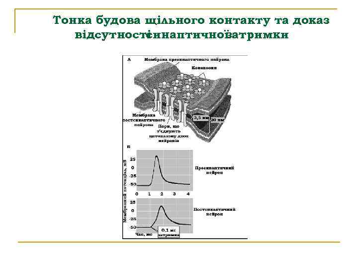 Тонка будова щільного контакту та доказ відсутності синаптичної затримки 