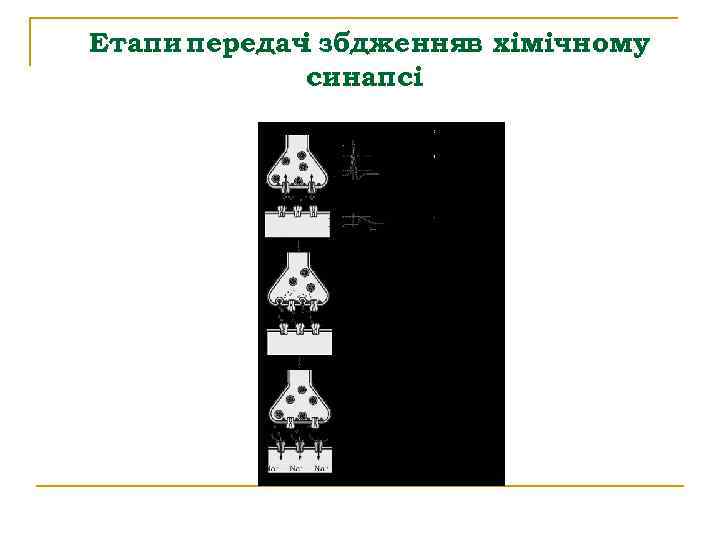 Етапи передач збдженняв хімічному і синапсі 