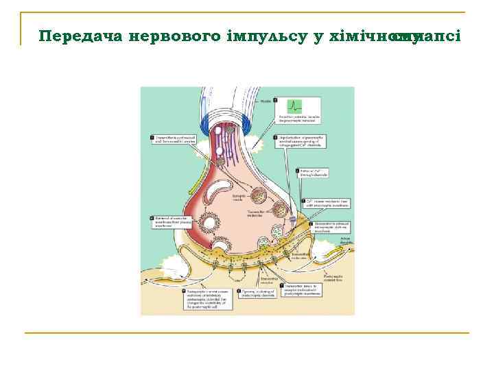 Передача нервового імпульсу у хімічному синапсі 