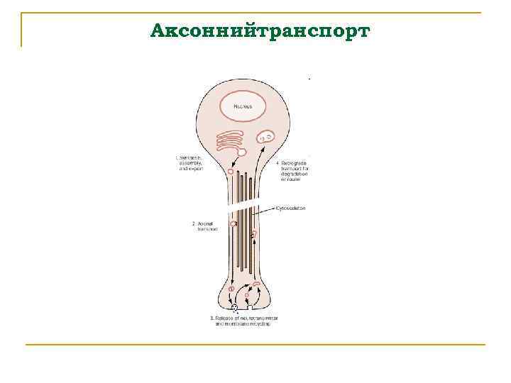 Аксоннийтранспорт 
