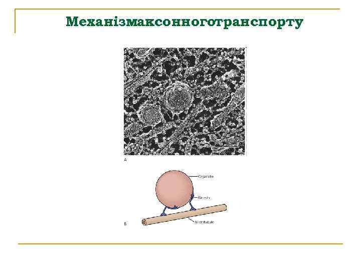 Механізмаксонноготранспорту 