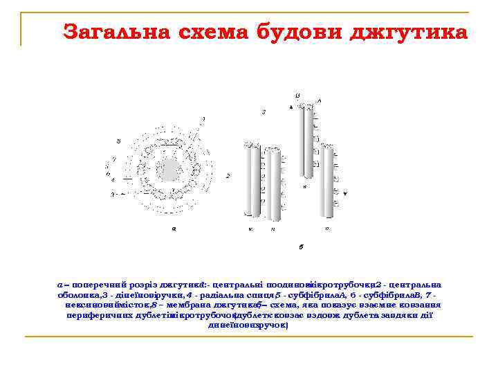 Загальна схема будови джгутика а поперечний розріз джгутика: - центральні поодинокі 1 мікротрубочки 2