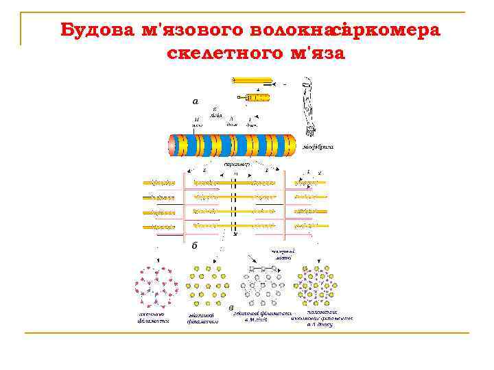Будова м'язового волокна і саркомера скелетного м'яза 