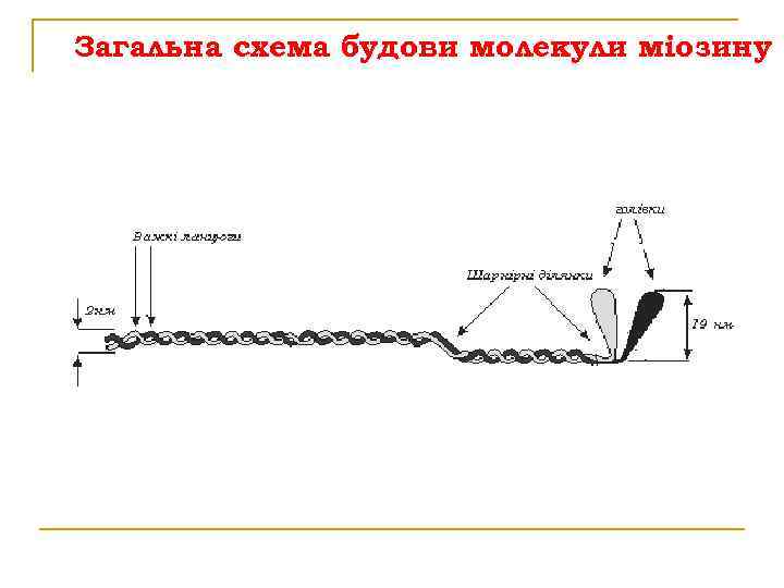 Загальна схема будови молекули міозину 