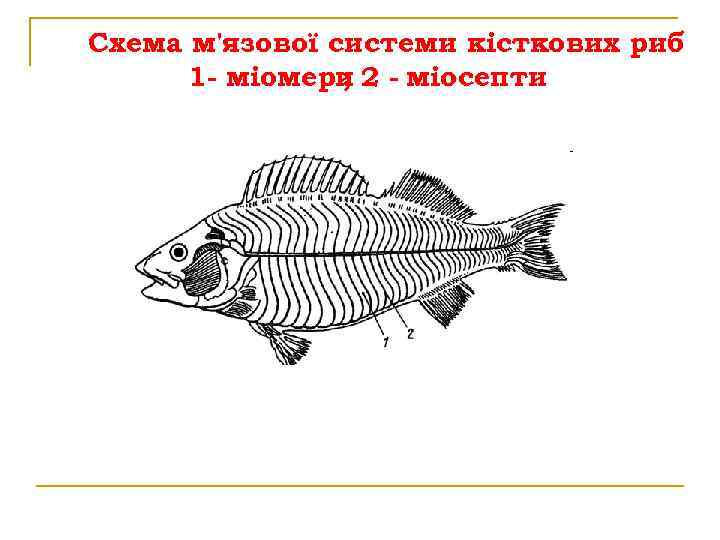 Схема м'язової системи кісткових риб 1 - міомери 2 - міосепти ; 