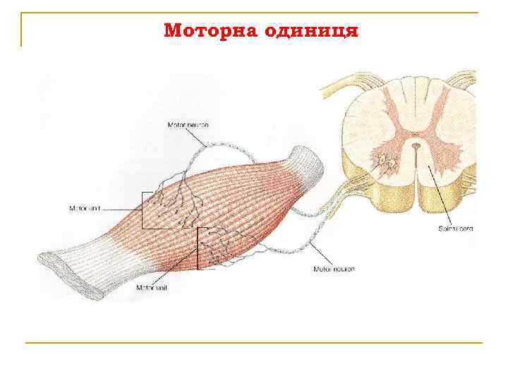 Моторна одиниця 