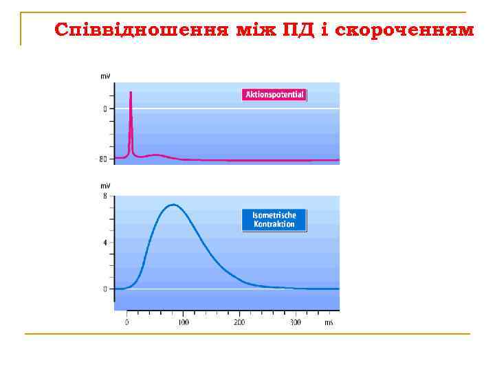 Співвідношення між ПД і скороченням 