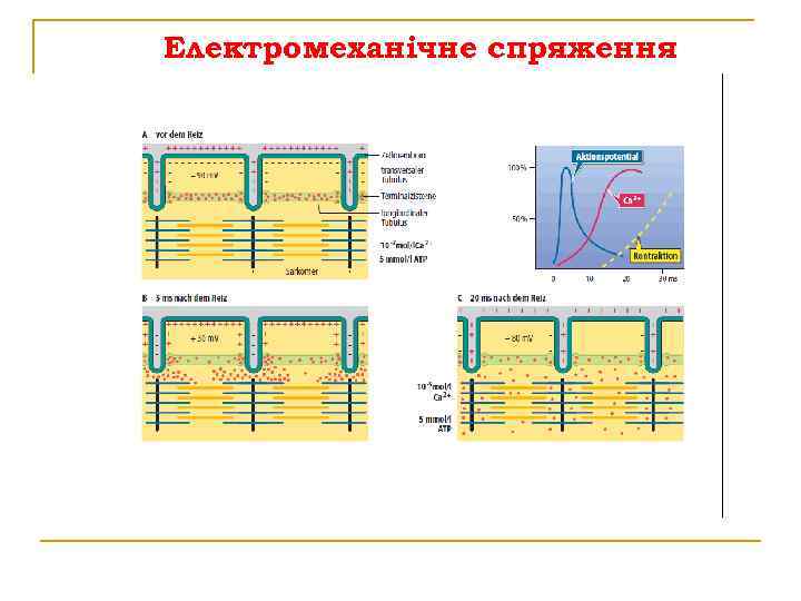Електромеханічне спряження 