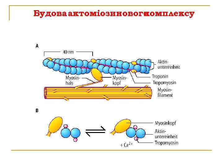 Будова актоміозинового комплексу 