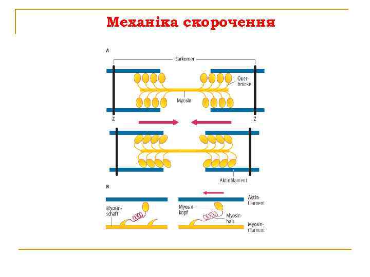 Механіка скорочення 