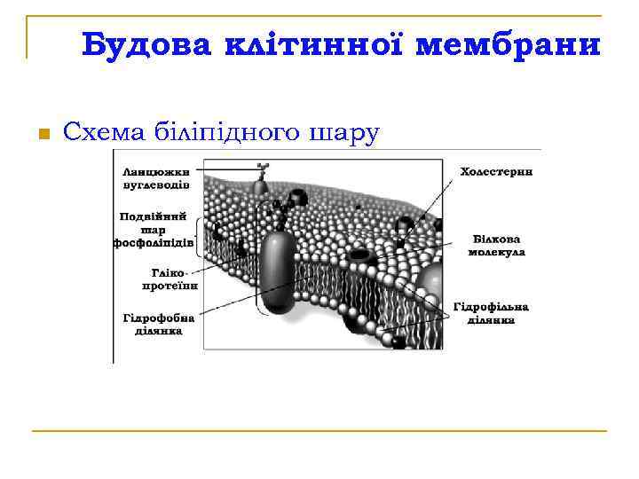 Будова клітинної мембрани n Схема біліпідного шару 