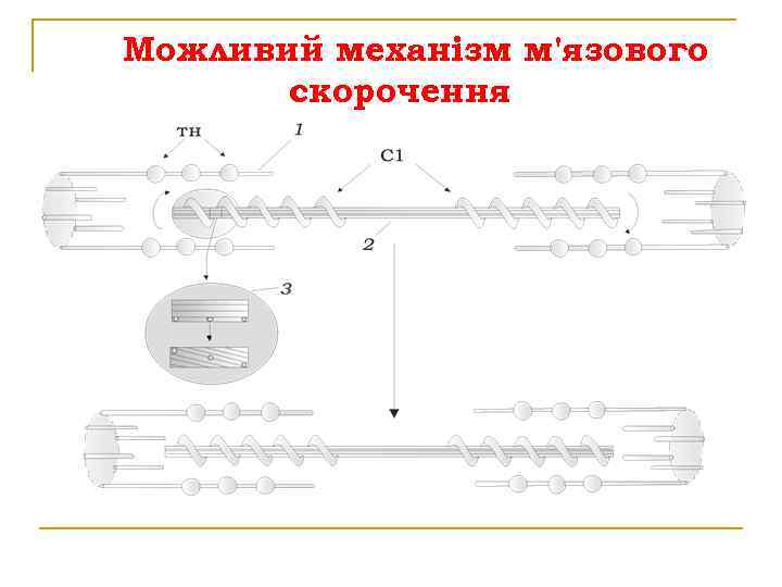 Можливий механізм м'язового скорочення 