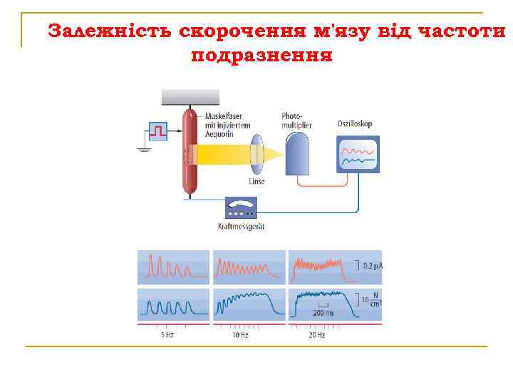 Залежність скорочення м'язу від частоти подразнення 