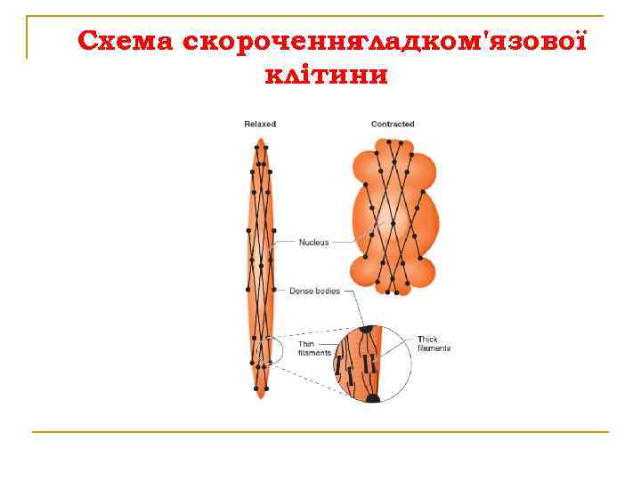 Схема скорочення гладком'язової клітини 