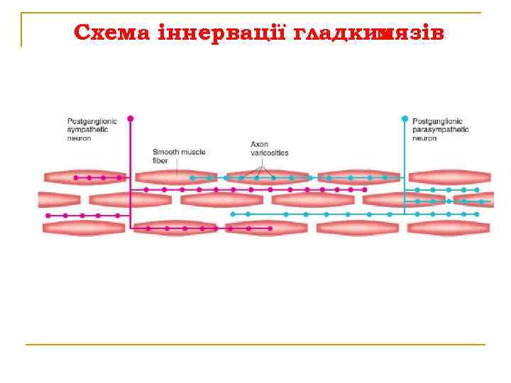 Схема іннервації гладких мязів 