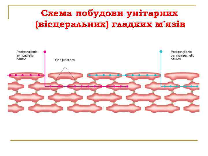 Схема побудови унітарних (вісцеральних) гладких м'язів 
