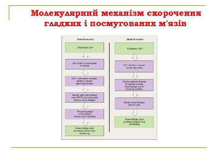 Молекулярний механізм скорочення гладких і посмугованих м'язів 