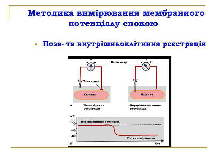 Методика вимірювання мембранного потенціалу спокою § Поза- та внутрішньоклітинна реєстрація 