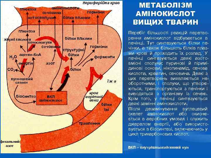 периферійна кров амінокислоти гормони сечовина кетосполуки білки плазми глюкоза жирні кислоти кетосполуки сечовина Н