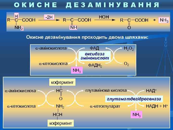 ОКИСНЕ ДЕЗАМІНУВАННЯ Окисне дезамінування проходить двома шляхами: -амінокислота ФАД оксидаза амінокислот -кетокислота NH 3