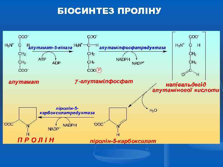 БІОСИНТЕЗ ПРОЛІНУ 