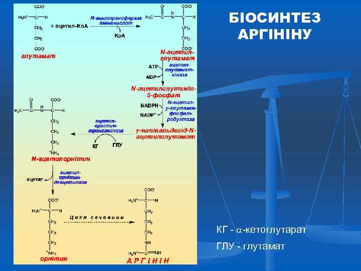 БІОСИНТЕЗ АРГІНІНУ КГ - -кетоглутарат ГЛУ - глутамат 