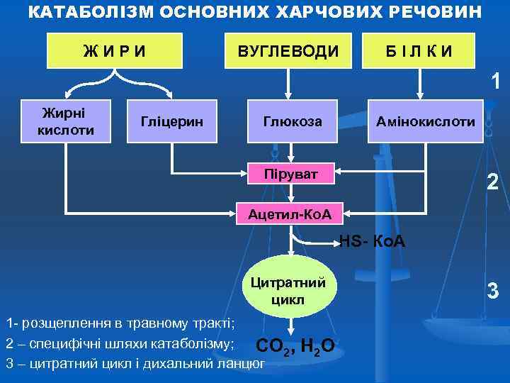 КАТАБОЛІЗМ ОСНОВНИХ ХАРЧОВИХ РЕЧОВИН ЖИРИ ВУГЛЕВОДИ БІЛКИ 1 Жирні кислоти Гліцерин Глюкоза Амінокислоти Піруват