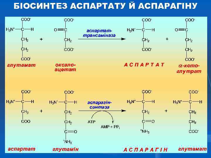 БІОСИНТЕЗ АСПАРТАТУ Й АСПАРАГІНУ 