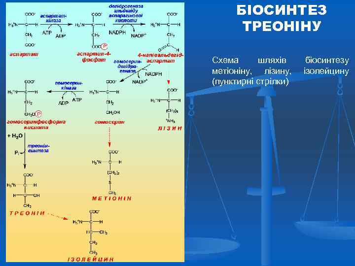 БІОСИНТЕЗ ТРЕОНІНУ Схема шляхів метіоніну, лізину, (пунктирні стрілки) біосинтезу ізолейцину 