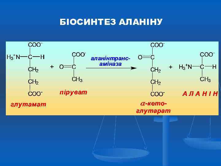 БІОСИНТЕЗ АЛАНІНУ 