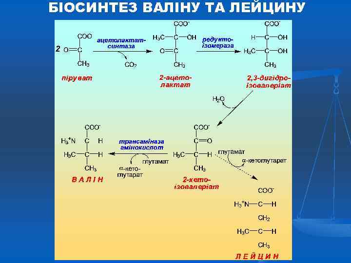 БІОСИНТЕЗ ВАЛІНУ ТА ЛЕЙЦИНУ 