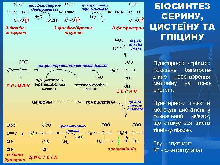 БІОСИНТЕЗ СЕРИНУ, ЦИСТЕЇНУ ТА ГЛІЦИНУ Пунктирною стрілкою показане багатостадійне перетворення метіоніну на гомоцистеїн. Пунктирною