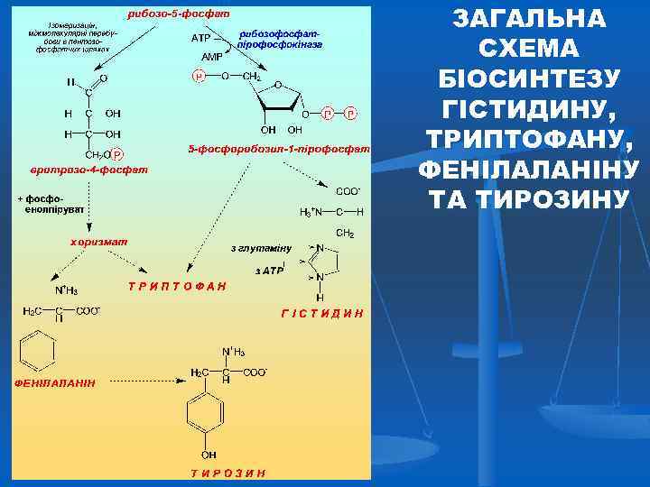 ЗАГАЛЬНА СХЕМА БІОСИНТЕЗУ ГІСТИДИНУ, ТРИПТОФАНУ, ФЕНІЛАЛАНІНУ ТА ТИРОЗИНУ 