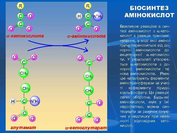 БІОСИНТЕЗ АМІНОКИСЛОТ Важливою реакцією в синтезі амінокислот з -кетокислот є реакція трансамінування, у ході