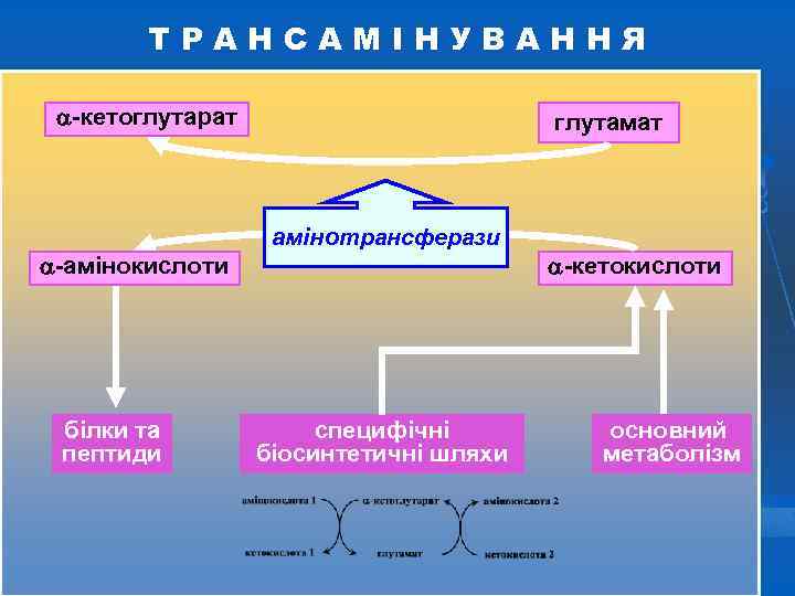 ТРАНСАМІНУВАННЯ -кетоглутарат -амінокислоти білки та пептиди глутамат амінотрансферази специфічні біосинтетичні шляхи -кетокислоти основний метаболізм