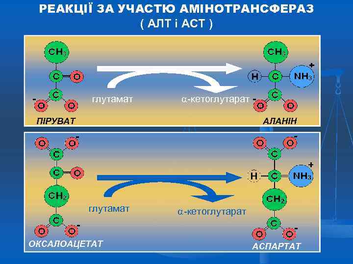 РЕАКЦІЇ ЗА УЧАСТЮ АМІНОТРАНСФЕРАЗ ( АЛТ і АСТ ) глутамат -кетоглутарат ПІРУВАТ АЛАНІН глутамат