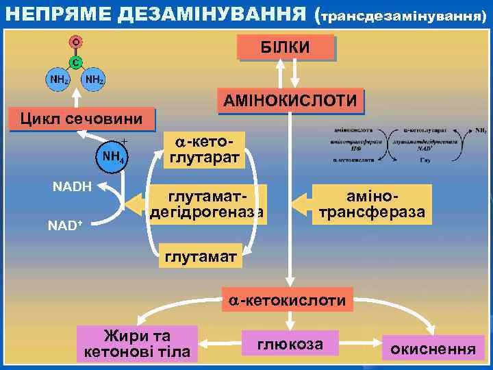 НЕПРЯМЕ ДЕЗАМІНУВАННЯ (трансдезамінування) БІЛКИ АМІНОКИСЛОТИ Цикл сечовини + NH 4 NADH NAD+ -кетоглутарат глутаматдегідрогеназа