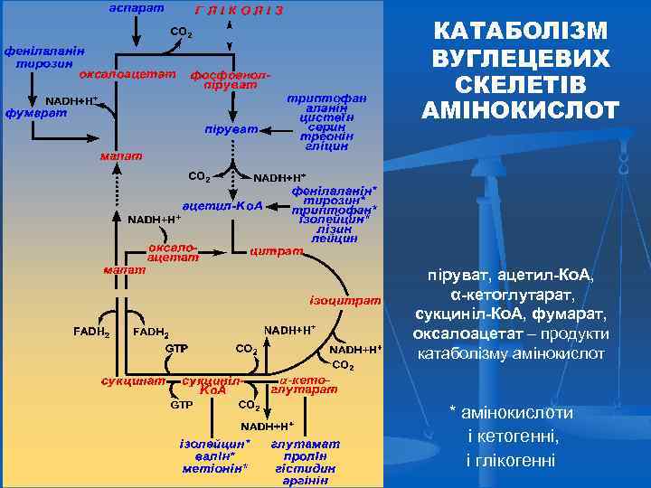 КАТАБОЛІЗМ ВУГЛЕЦЕВИХ СКЕЛЕТІВ АМІНОКИСЛОТ піруват, ацетил-Ко. А, α-кетоглутарат, сукциніл-Ко. А, фумарат, оксалоацетат – продукти