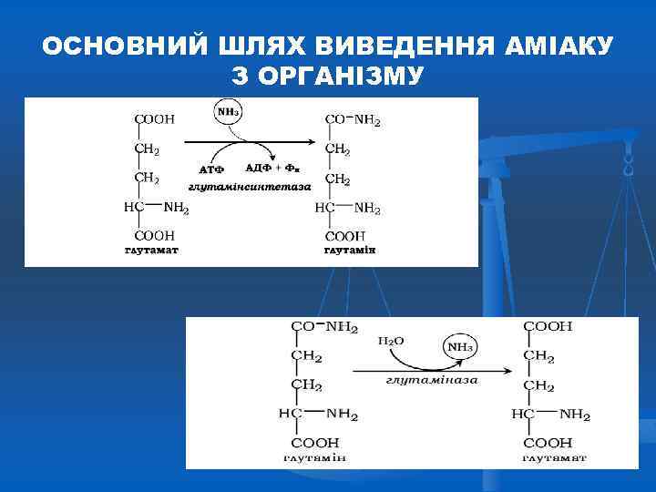 ОСНОВНИЙ ШЛЯХ ВИВЕДЕННЯ АМІАКУ З ОРГАНІЗМУ 