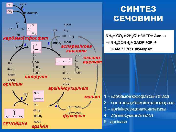 СИНТЕЗ СЕЧОВИНИ NH 3+ CO 2+ 2 H 2 O + 3 ATP+ Асп