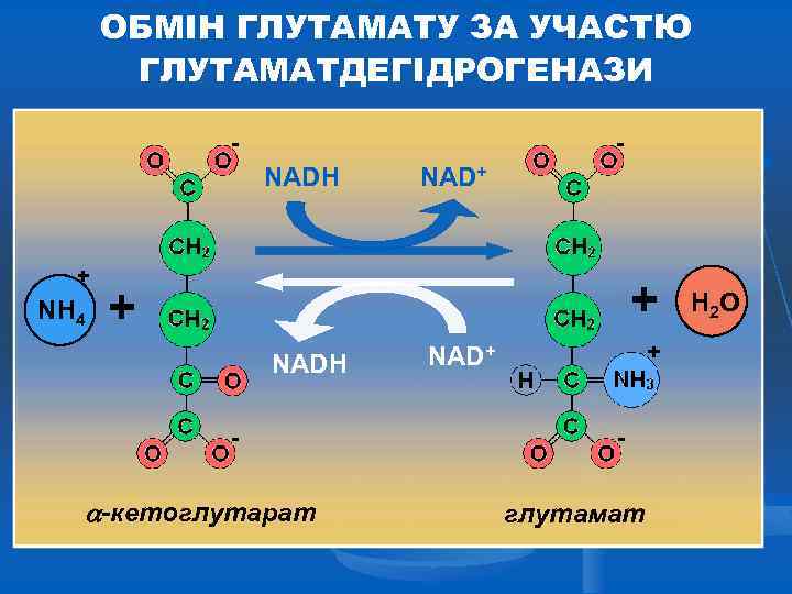 ОБМІН ГЛУТАМАТУ ЗА УЧАСТЮ ГЛУТАМАТДЕГІДРОГЕНАЗИ NADH + NH 4 NAD+ + + NADH -кетоглутарат