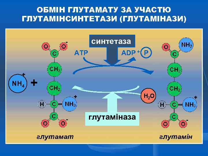 ОБМІН ГЛУТАМАТУ ЗА УЧАСТЮ ГЛУТАМІНСИНТЕТАЗИ (ГЛУТАМІНАЗИ) синтетаза АТР + NH 4 АDР + H