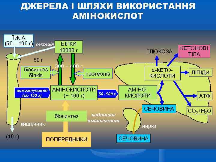 ДЖЕРЕЛА І ШЛЯХИ ВИКОРИСТАННЯ АМІНОКИСЛОТ ЇЖА (50 – 100 г) секреція БІЛКИ 10000 г