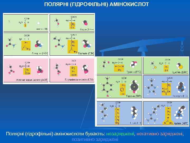 ПОЛЯРНІ (ГІДРОФІЛЬНІ) АМІНОКИСЛОТ Полярні (гідрофільні) амінокислоти бувають: незаряджені, негативно заряджені, позитивно заряджені 