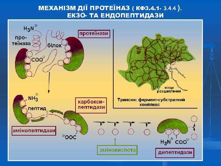 МЕХАНІЗМ ДІЇ ПРОТЕЇНАЗ ( КФ 3. 4. 1 - 3. 4. 4 ). ЕКЗО-