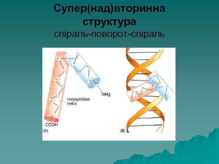 Супер(над)вторинна структура спіраль-поворот-спіраль 