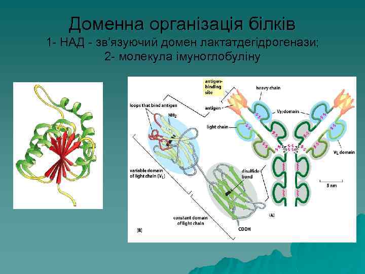 Доменна організація білків 1 - НАД - зв’язуючий домен лактатдегідрогенази; 2 - молекула імуноглобуліну