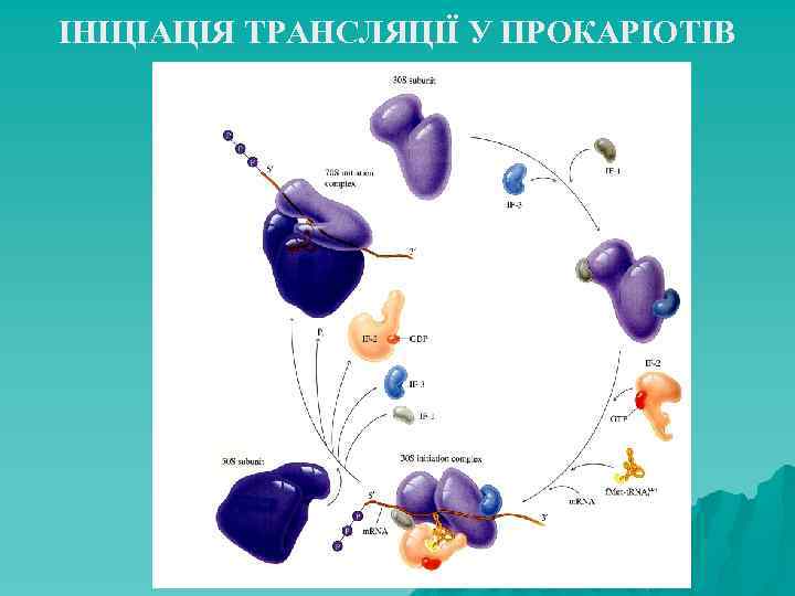 ІНІЦІАЦІЯ ТРАНСЛЯЦІЇ У ПРОКАРІОТІВ 