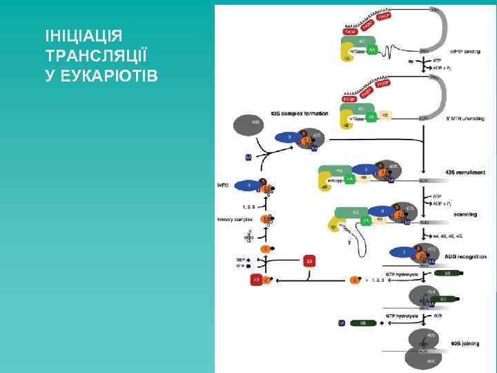 ІНІЦІАЦІЯ ТРАНСЛЯЦІЇ У ЕУКАРІОТІВ 