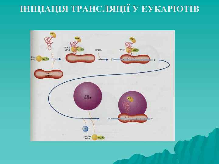 ІНІЦІАЦІЯ ТРАНСЛЯЦІЇ У ЕУКАРІОТІВ 